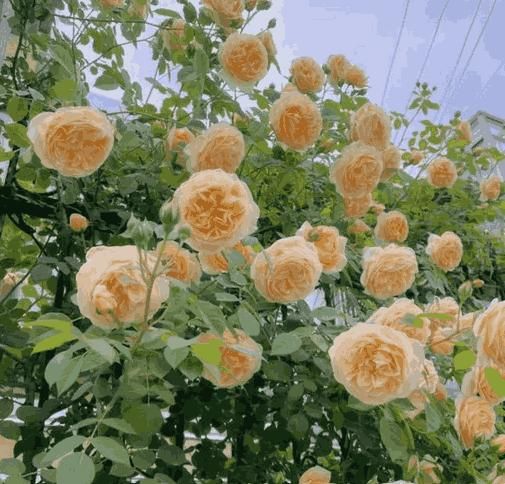 High-Quality Rose Seeds – Create a Beautiful Climbing Rose Wall