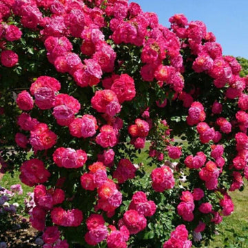 High-Quality Rose Seeds – Create a Beautiful Climbing Rose Wall